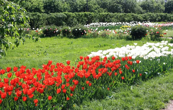 Tulipanes rojos en lecho de flores — Foto de Stock