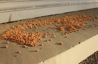 Bezelye pencere pervazına üzerinde dağılmış kuşlar için