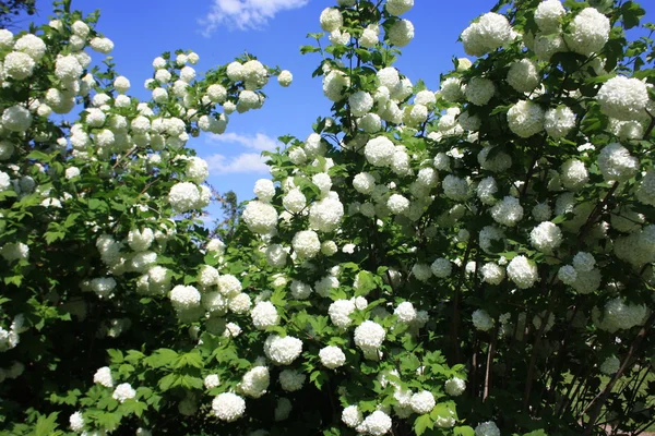 stock image Decorative viburnum