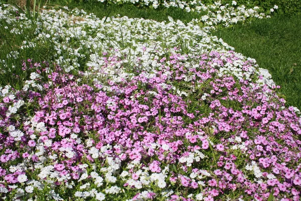 Lilla og hvite blomster på nært hold – stockfoto