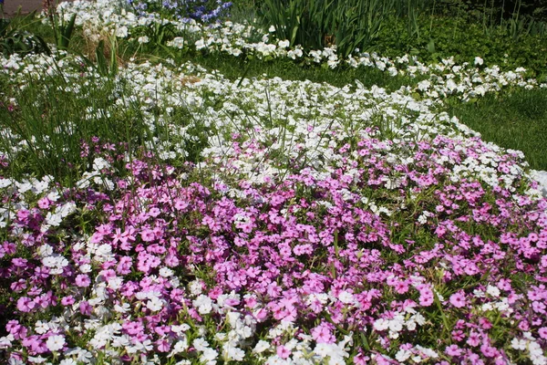 Фіолетові і білі квіти впритул — стокове фото