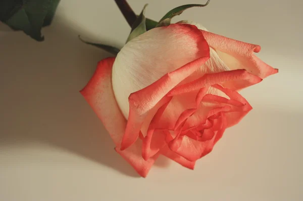 Delicate rose — Stock Photo, Image