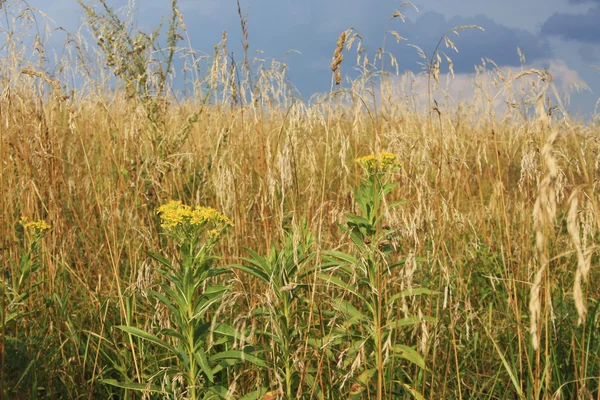 stock image Field before a rain