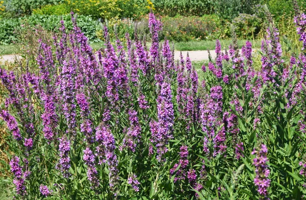 Hierba del prado floreciente — Foto de Stock