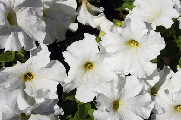Flores brancas petúnias — Fotografia de Stock