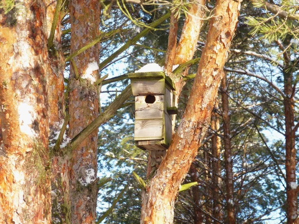 Birdhouse op een naaldboom in het forest — Stockfoto