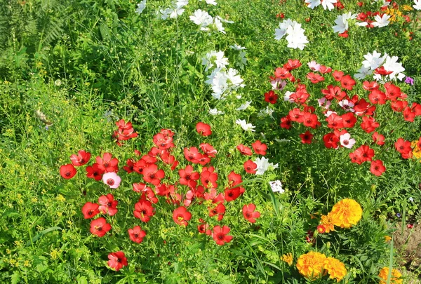 Hermosas flores rojas linum grandiflorum — Foto de Stock