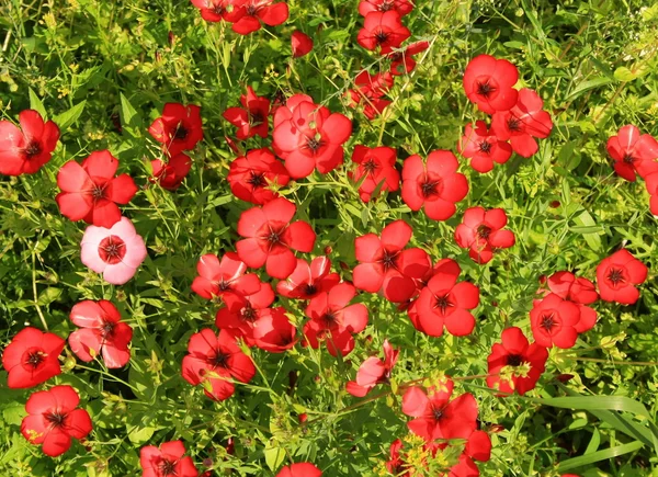 Belles fleurs rouges linum grandiflorum — Photo