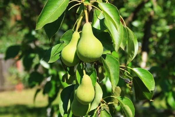 stock image Ripe pears on branch