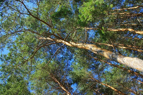 背の高い松の木 — ストック写真