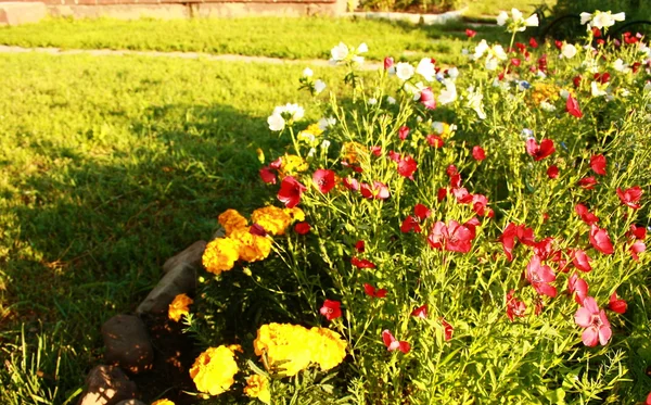 Linum grandiflorum flores vermelhas bonitas — Fotografia de Stock