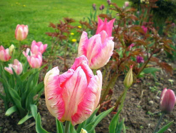 stock image Pink flower tulips