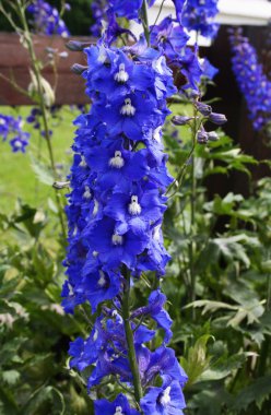 Bright blue delphinium flower