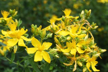 St John's wort (lat. Hypericum perforatum)