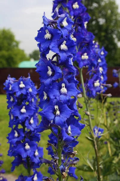 높은 블루 꽃 — 스톡 사진