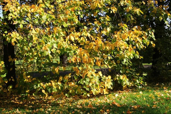 stock image Autumn Landscape