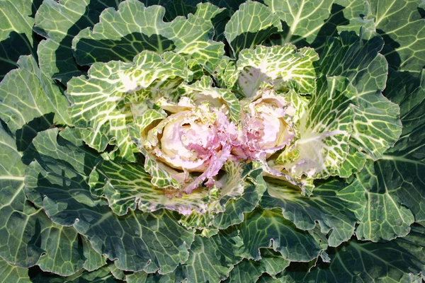 stock image Ornamental cabbage