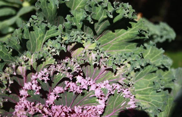 stock image Ornamental cabbage