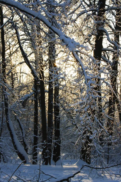 stock image Winter forest