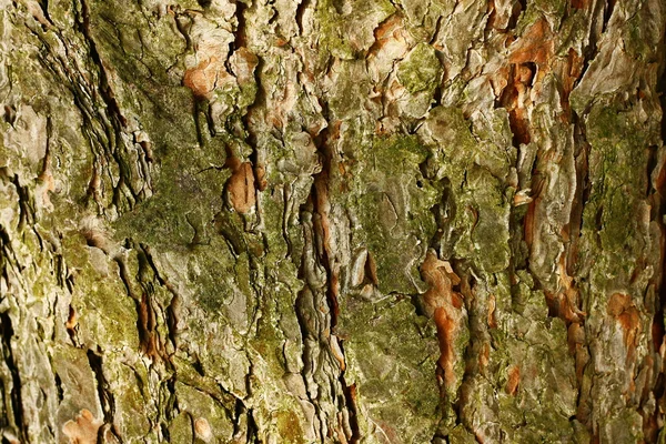 老松树的树皮 — 图库照片