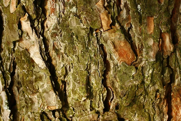Eski çam ağaçlarının kabuğu — Stok fotoğraf
