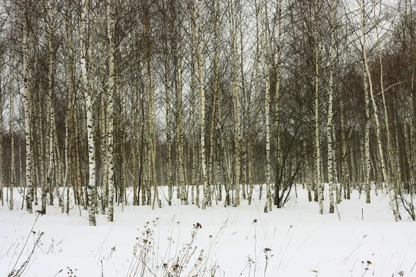 Młode brzozy w zimie — Zdjęcie stockowe