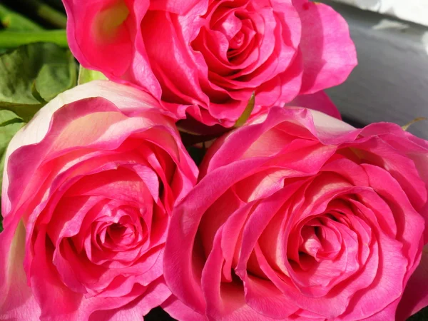 Tres rosas. —  Fotos de Stock