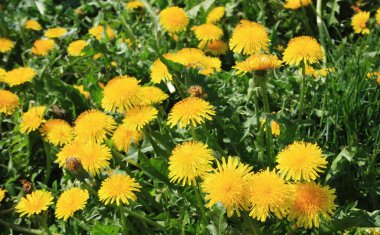 Dandelions alanları