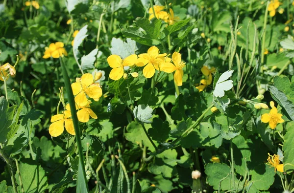 stock image Yellow meadow grass grows tall