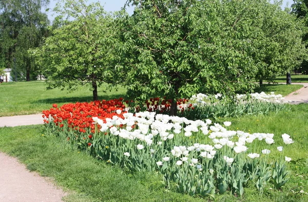 Flores en el parque — Foto de Stock