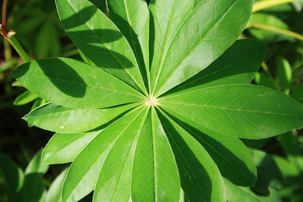 stock image Green leaf