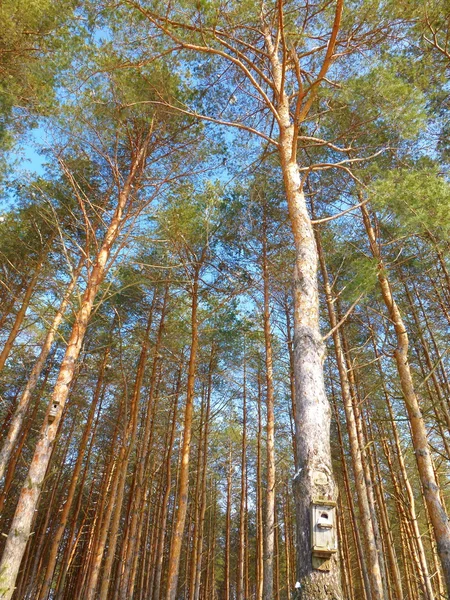 高大的松树 — 图库照片