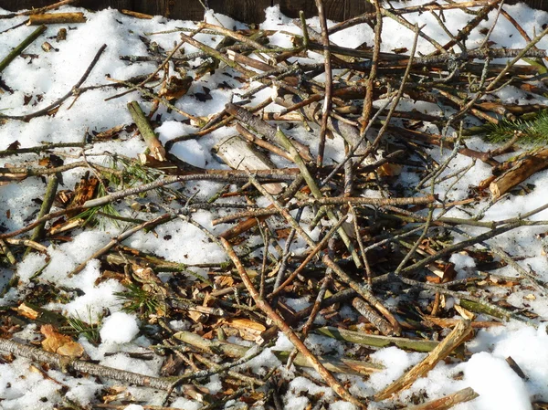 Branches minces sur la neige — Photo