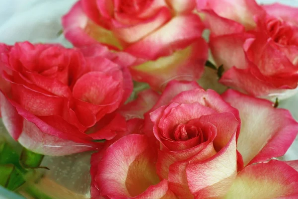 Roses in the water — Stock Photo, Image
