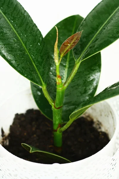 Młoda roślina w garnku — Zdjęcie stockowe