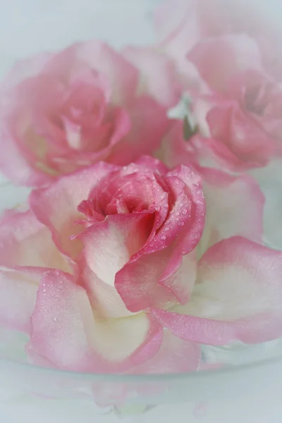 Ροζ τριαντάφυλλα στο νερό — Φωτογραφία Αρχείου