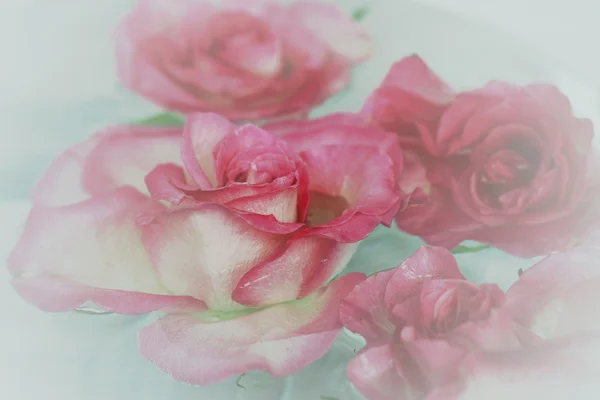 Rosas rosadas en el agua —  Fotos de Stock