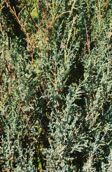 Branches of juniper — Stock Photo, Image