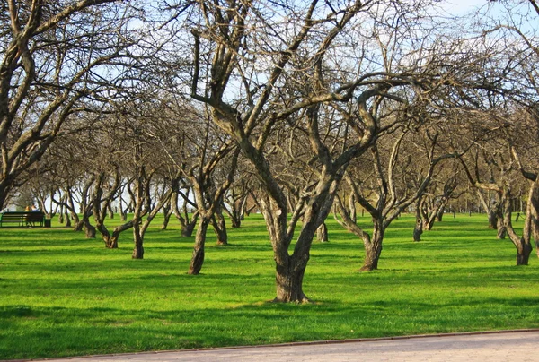 İlkbaharda elma bahçesi — Stok fotoğraf