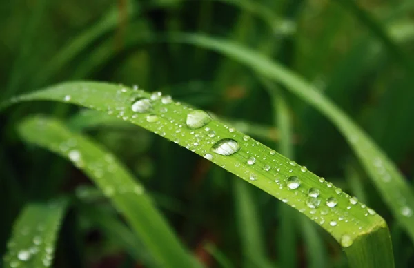 stock image Green plant with drops of water