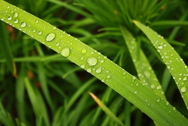 stock image Green plant with drops of water