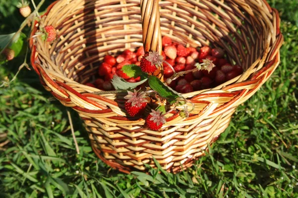 Корзина ягод — стоковое фото