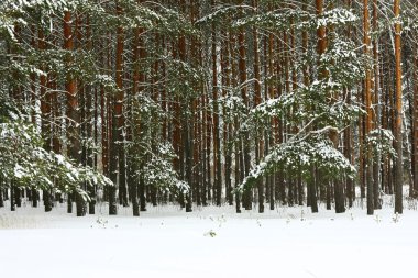 Kış pines ile manzara