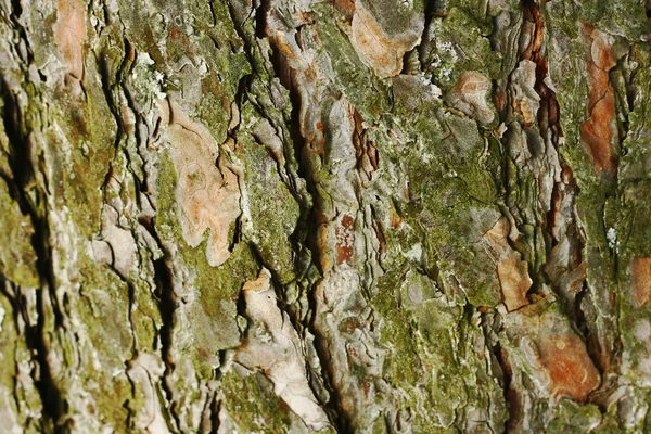 stock image Pine bark seamless background