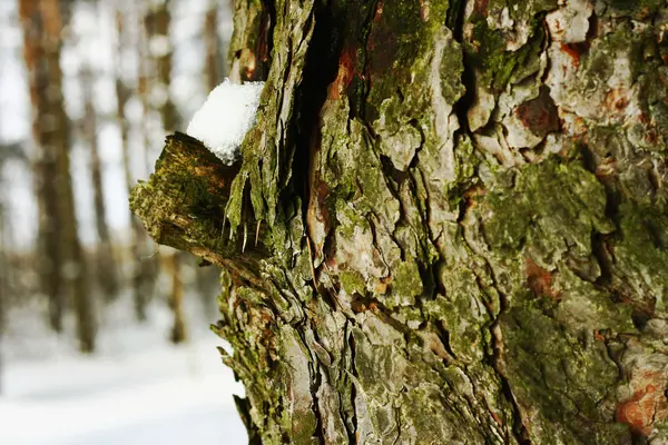 stock image Pine bark seamless background