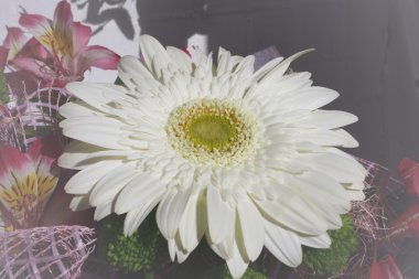 Beyaz gerbera