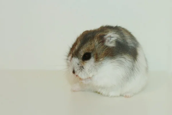 Jungar hamster on a white background — Stock Photo, Image
