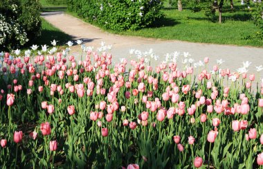 A flower bed in the park