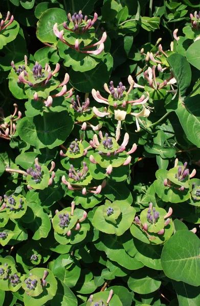 stock image Flowering shrubs