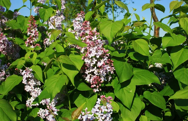 stock image Lilac flowers